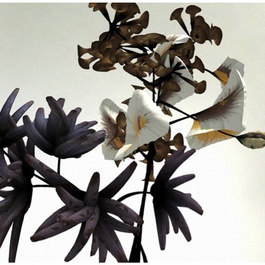Daniel Brown's Digital Flower animation, Dundee Museum. January 2014.
